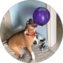 Dog With Purple Balloon Profile Photo